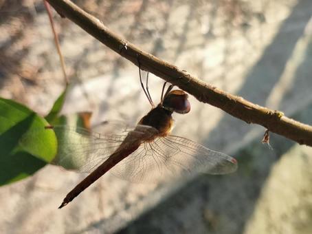 赤トンボ 赤トンボの写真