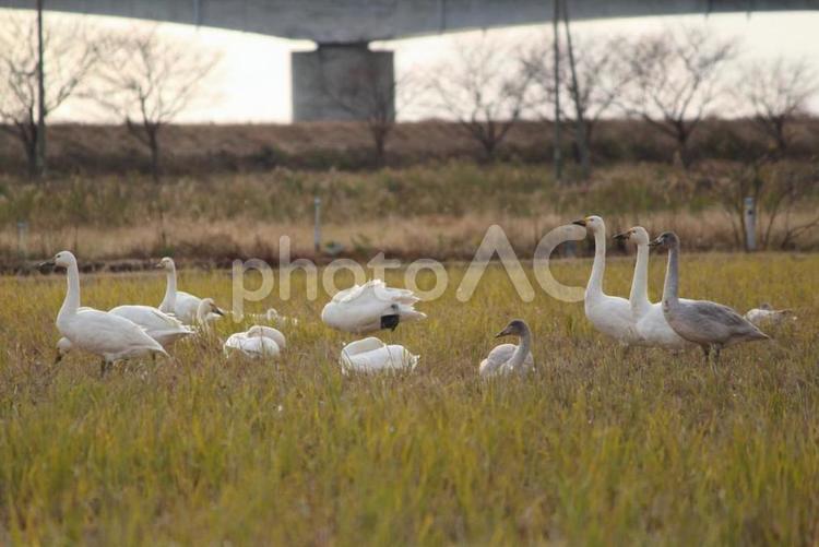 白鳥　コハクチョウ 生き物,背景,自然の写真素材