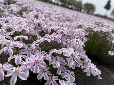 Moss phlox, JPG