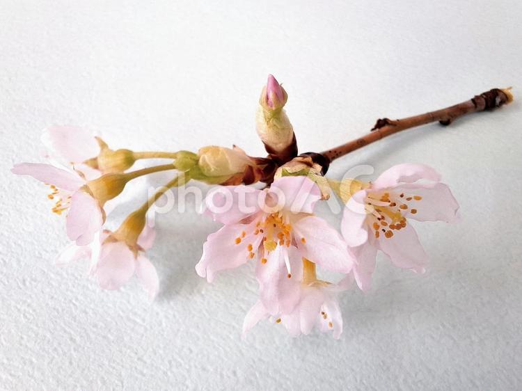 さくらアップ 2 さくら,桜,花の写真素材
