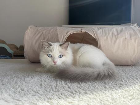 ラグドールの子猫 猫,ペット,かわいいの写真素材