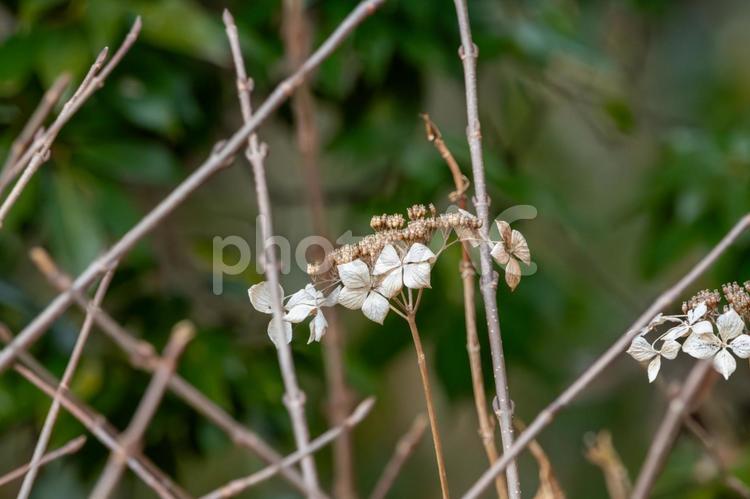 枯れたアジサイの繊細な美しさ アジサイ,枯れた花,冬の写真素材