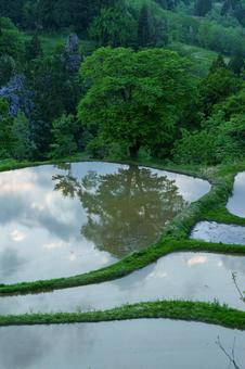 250519儀明の棚田 新潟県,十日町市,儀明の写真素材