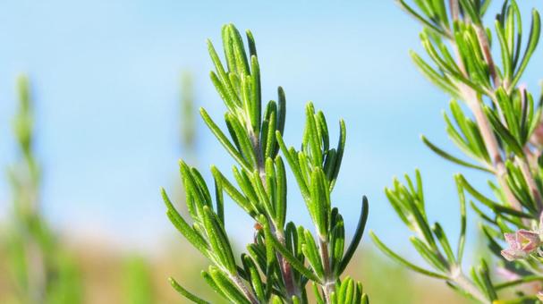 ローズマリー ローズマリー,香草,ハーブの写真素材