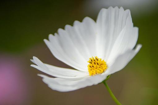 コスモスの花 コスモスの花の写真