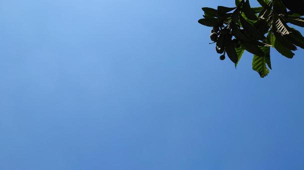 木々と青空3 木々と青空3の写真