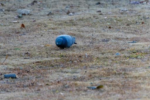 A pigeon standing on dead grass, JPG A pigeon standing on dead grass, JPG