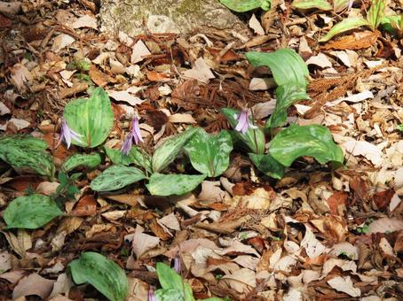 カタクリの花 カタクリの花の写真
