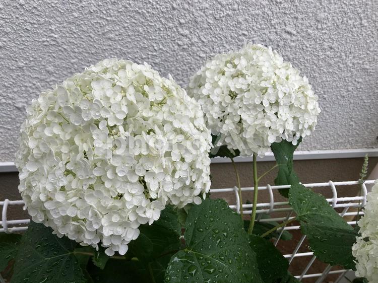 しろいあじさい 紫陽花,あじさい,アジサイの写真素材