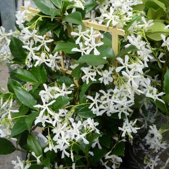 Star jasmine Trachelospermum asiaticum flower, JPG