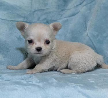 ロングコートチワワ仔犬（クリーム）横向き チワワ,犬,癒しの写真素材