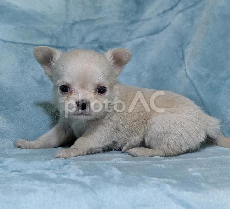ロングコートチワワ仔犬（クリーム）横向き チワワ,犬,癒しの写真素材