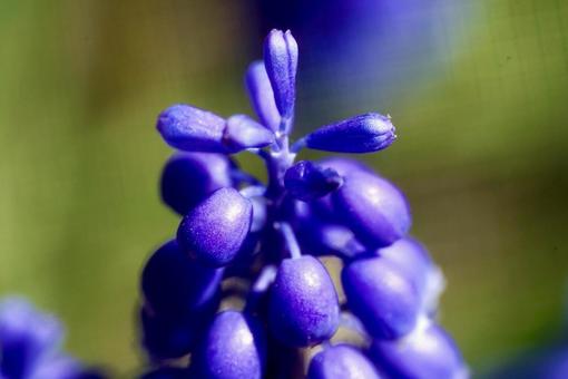 花 花の写真