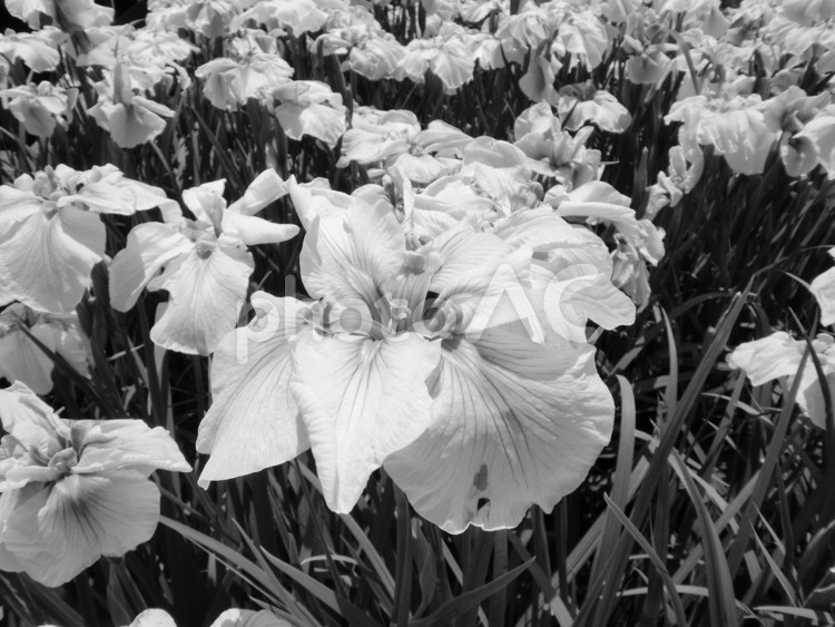 モノクロ写真の花菖蒲園 花菖蒲,花,６月の写真素材