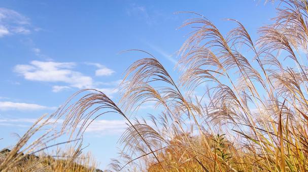 ススキ-95 ススキ,なびく,青空の写真素材