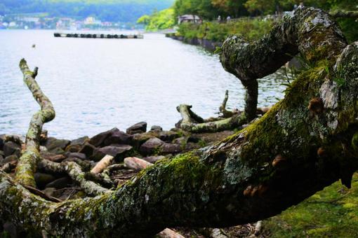 湖と巨大な木 湖と巨大な木 木,自然,青空の写真素材