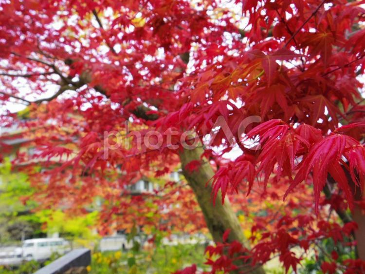 紅葉（神奈川県足柄下郡箱根町） いちょう,銀杏,紅葉の写真素材