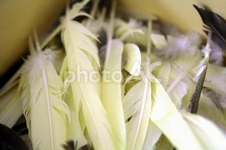 オカメインコの羽コレクション インコ,羽毛,羽の写真素材