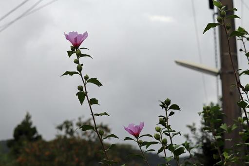 曇り空に光を求めて伸びるムクゲ 曇り空に光を求めて伸びるムクゲ ムクゲ,花,ピンク花の写真素材