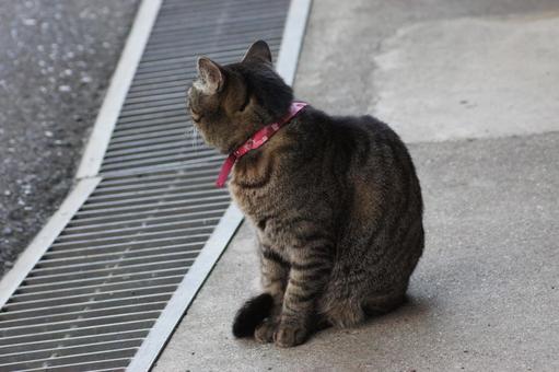 ねこ 箱座り,飼い猫,家猫の写真素材