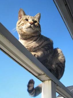 ベランダの猫 ベランダの猫の写真