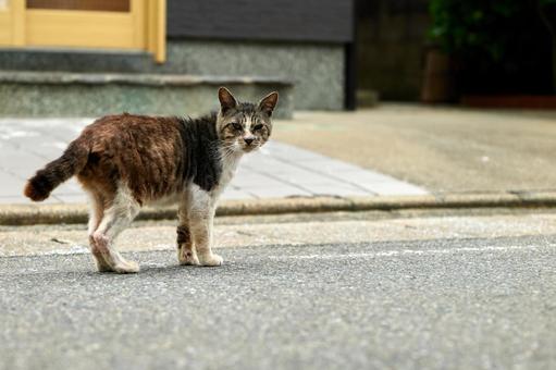 野良猫 野良猫の写真