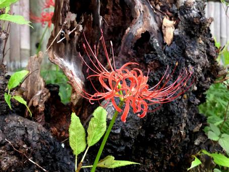 古木の前で開花したヒガンバナ ヒガンバナ,花,植物の写真素材