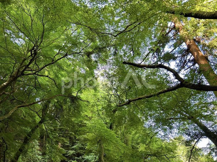新緑の木々 新緑,色鮮やか,木々の写真素材