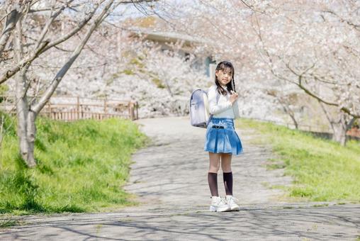 桜並木の下を通学する小学生 桜,小学生,児童の写真素材