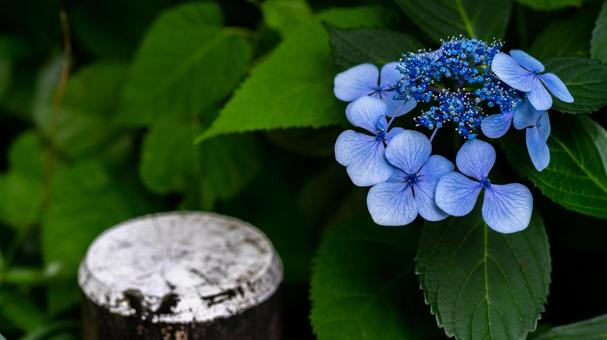 紫陽花 紫陽花の写真