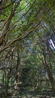 木漏れ日の写真