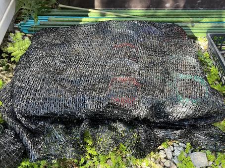 寒冷紗をした野菜の苗作り 寒冷紗をした野菜の苗作り 寒冷紗,ネット,苗の写真素材