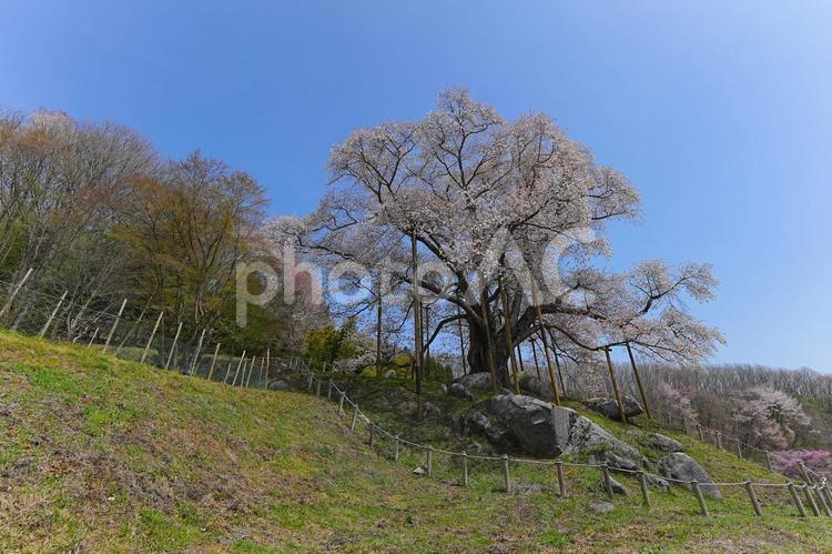 越代の桜 越代の桜,古殿町,桜の写真素材