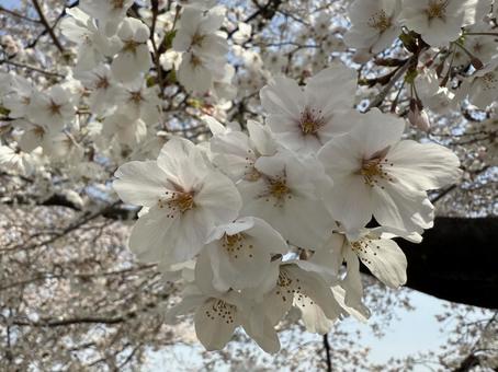 桜家族 桜家族の写真