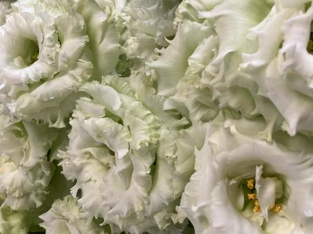 花(トルコキキョウ) 花(トルコキキョウ) 花,アップ,植物の写真素材