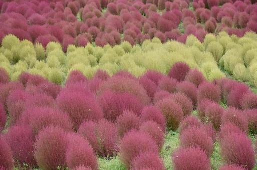 たくさんのコキア ② たくさんのコキア ②の写真