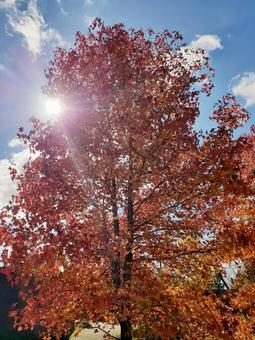紅葉と光 紅葉と光の写真