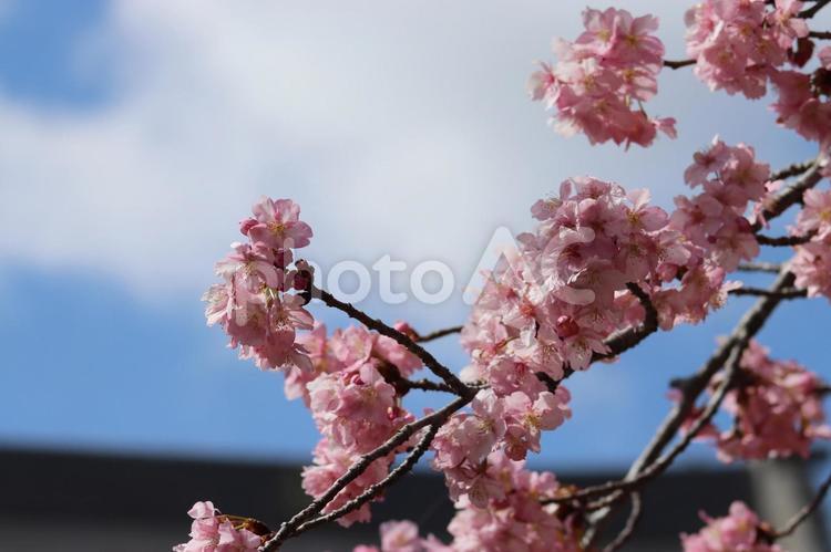 青空の下に咲いている桜 桜,さくら,ピンクの写真素材