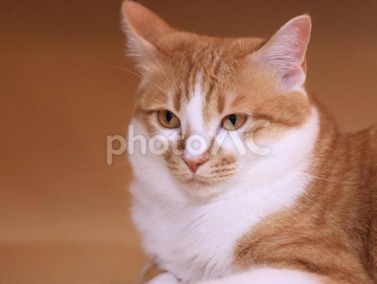 虚ろな目で見る茶トラ白猫 猫,ねこ,ネコの写真素材