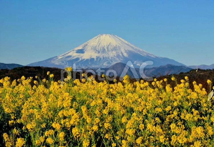 吾妻山からの菜の花と富士 菜の花,富士山,吾妻山公園の写真素材