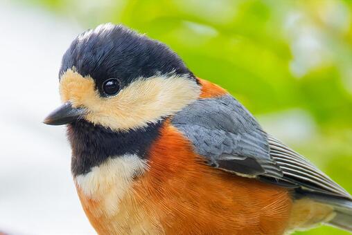 ヤマガラの顔 ヤマガラ,山雀,目の写真素材