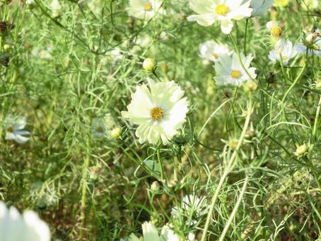 日差しを浴びる黄色のコスモス コスモス,秋桜,花の写真素材