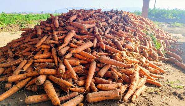 収穫したばかりの沢山の人参の写真