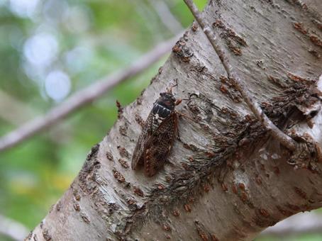 アブラゼミ 風景,自然,景色の写真素材
