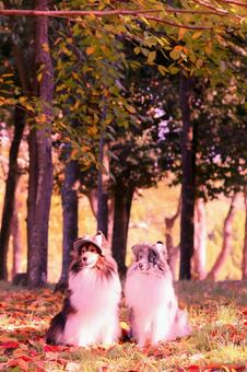 シェルティ 犬,秋,シェルティの写真素材