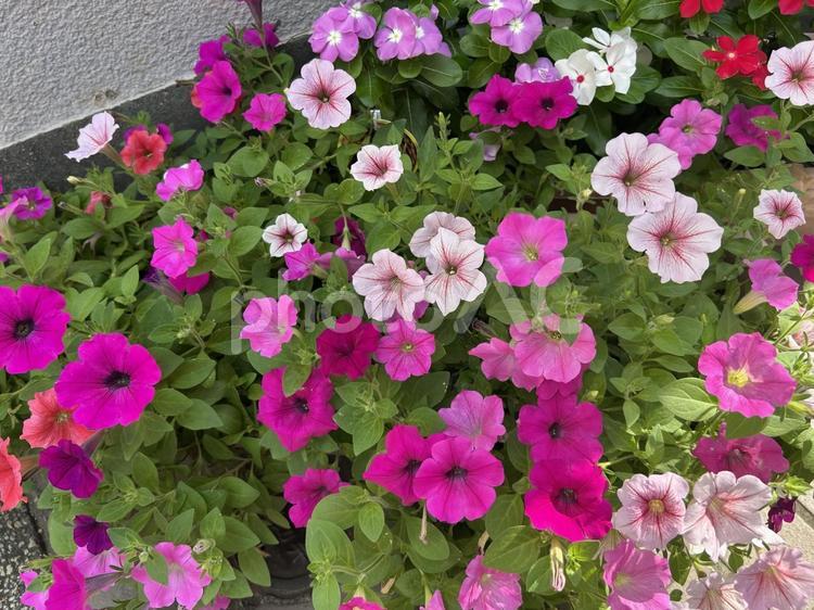 ペチュニア／サフィニア ペチュニア,サフィニア,花の写真素材