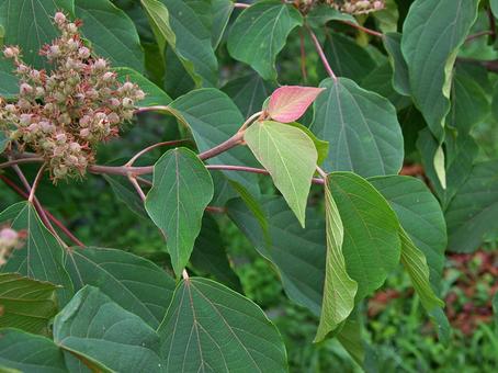 アカメガシワ アカメガシワの写真