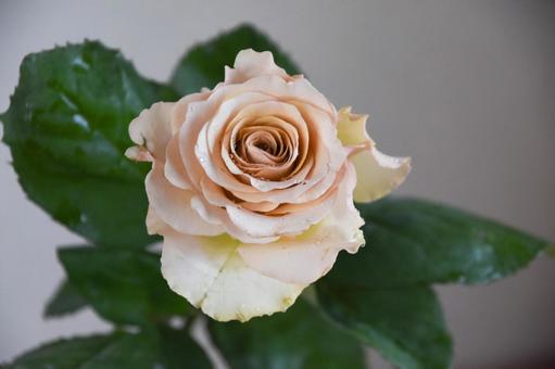 コーラルピンクのばら コーラルピンクのばら コーラルピンク,ばら,薔薇の写真素材