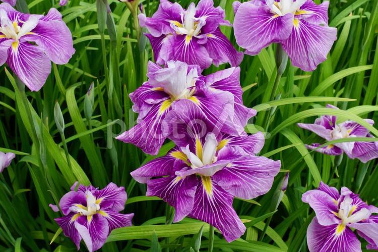 相模原公園の花菖蒲 ハナショウブ,相模原公園,見頃の写真素材