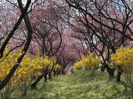 花桃の丘。 花桃の丘。の写真